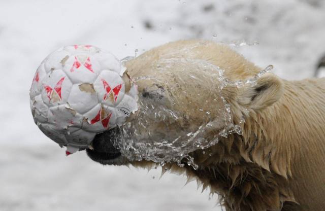 หมีคนุต